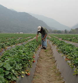 Man Tending berries